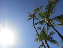 太陽とヤシの木　ザ・ハワイって感じ